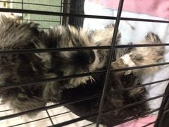 -伟伟宠物医院·CT影像中心·瑞派犬猫综合性门诊(汉口总院)