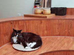 -有猫主题·治愈系猫咖(曾厝垵店)