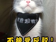 -东方名猫馆·英短金渐层布偶猫舍(环线广场1号楼店)