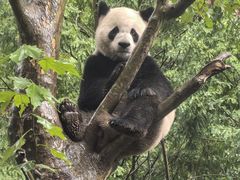 -都江堰中华大熊猫苑