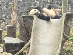 -都江堰中华大熊猫苑