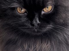 -瑞派·关忠动物医院·猫专科·犬专科(三环新城店)