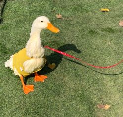 -上美四季动物农场