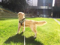 宠物寄养—大草坪遛弯儿-Oh My Dog宠物沙龙(伊珊娜皮毛护理店)