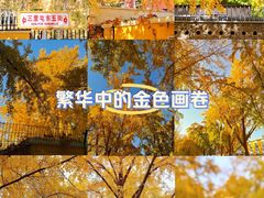 -三里屯东五街银杏大道