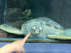 -合肥海洋世界