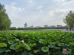 -莲花池公园