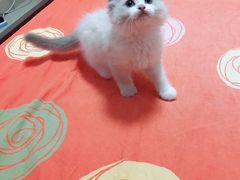 -Bastet sally猫舍购宠(静安店)