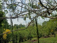 -中国科学院西双版纳热带植物园