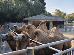 -无锡动物园·太湖欢乐园