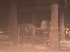 -清迈夜间动物园