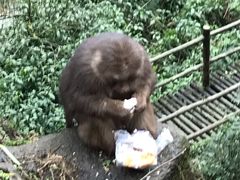 -大众跷脚牛肉馆·非遗传承单位(峨眉山店)