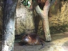 -迪拜水族馆及水下动物园