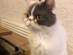 -平行世界·猫咖(首经贸店)