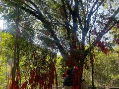 -广州白江湖森林公园