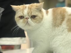 -爱诺耐芙动物医院(万博店)