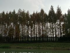 -贡湖湾湿地公园