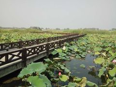 -焦岗湖旅游度假区