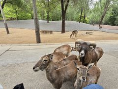 -北京野生动物园