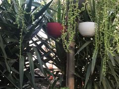 -瑞丰园庭院餐厅·白族传统家常菜