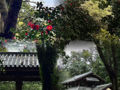 -金花茶公园