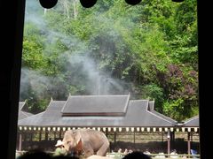 -野象谷景区