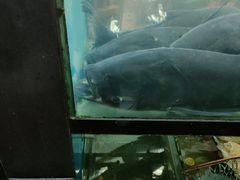 -全乐鱼馆·淳牌有机鱼直营店