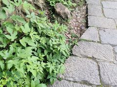 -大唐贡茶院