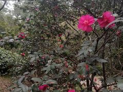 -南山植物园