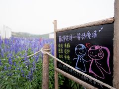 景点-薰衣草NE庄园