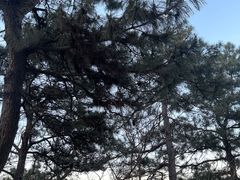 -北京西山国家森林公园