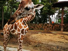 -清迈夜间动物园