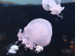-欢乐海岸海洋奇梦馆