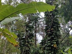 -中国科学院西双版纳热带植物园