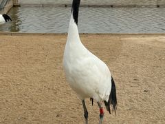 -盐城丹顶鹤湿地生态旅游区