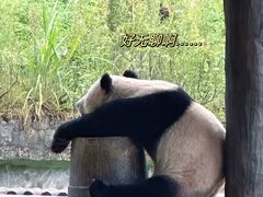 -中国大熊猫保护研究中心雅安碧峰峡基地