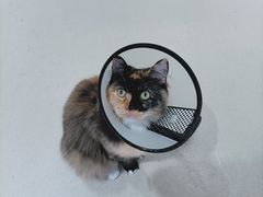 -藏猫猫咖啡主题馆(中央大道店)