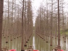 -泗洪洪泽湖湿地景区