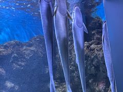 -合肥海洋世界