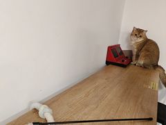 -柴迷FANS CLUB·柴犬狗咖·猫咖