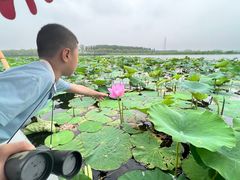 -白洋淀景区