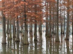 -白鹭湾湿地公园