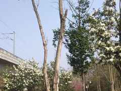 -桤木河湿地公园