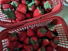 -胜丰草莓采摘园