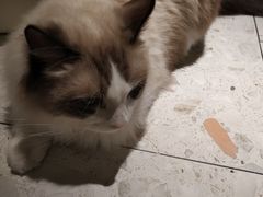 -飞行喵MR PILOT|猫舍·猫咖(静安大融城店)