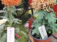 -国家植物园