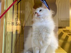 -猫十亿·布偶金渐层·曼基康矮脚猫舍(青年路店)
