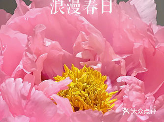 国花牡丹 美颜动人️️少都爱打卡的地～