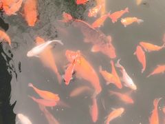 -西湖外事游船(花港观鱼码头)