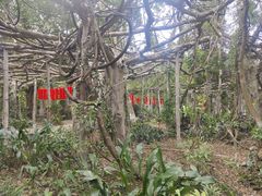 -广西壮族自治区药用植物园